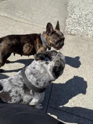 Found/Stray Unknown Dog last seen Flickenger park, San Jose, CA 95131