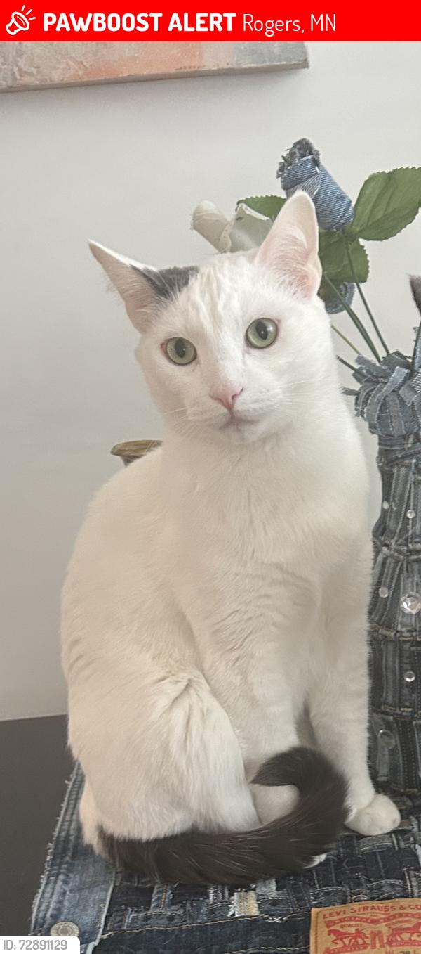 Lost Male Cat last seen Near Ironwood Lane Corcoran MN 55374, Rogers, MN 55374