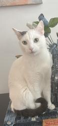 Lost Male Cat last seen Near Ironwood Lane Corcoran MN 55374, Rogers, MN 55374
