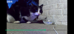 Found/Stray Unknown Cat last seen Forest green dr off airport highway, Toledo, OH 43615