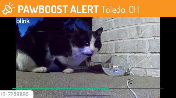 Found/Stray Unknown Cat last seen Forest green dr off airport highway, Toledo, OH 43615