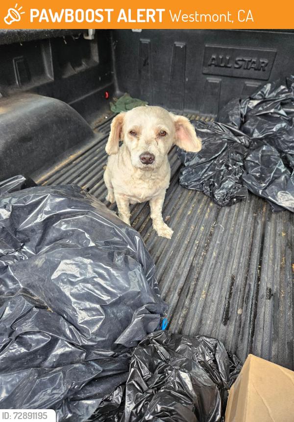 Found/Stray Unknown Dog last seen W 110th Pl and Denker Ave, Westmont, CA 90047