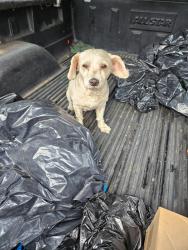 Found/Stray Unknown Dog last seen W 110th Pl and Denker Ave, Westmont, CA 90047