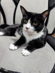 Lost Male Cat last seen 51st Dr SE & 137th St SE, Everett, WA 98208