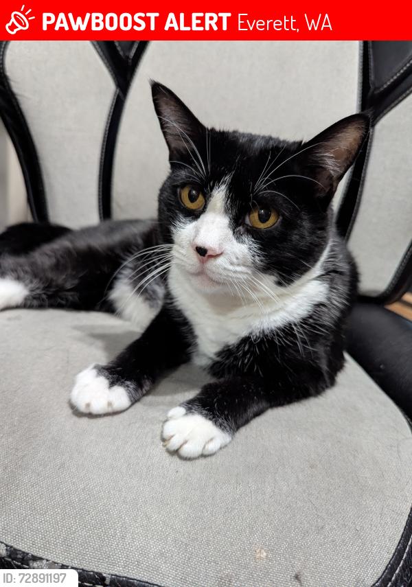 Lost Male Cat last seen 51st Dr SE & 137th St SE, Everett, WA 98208
