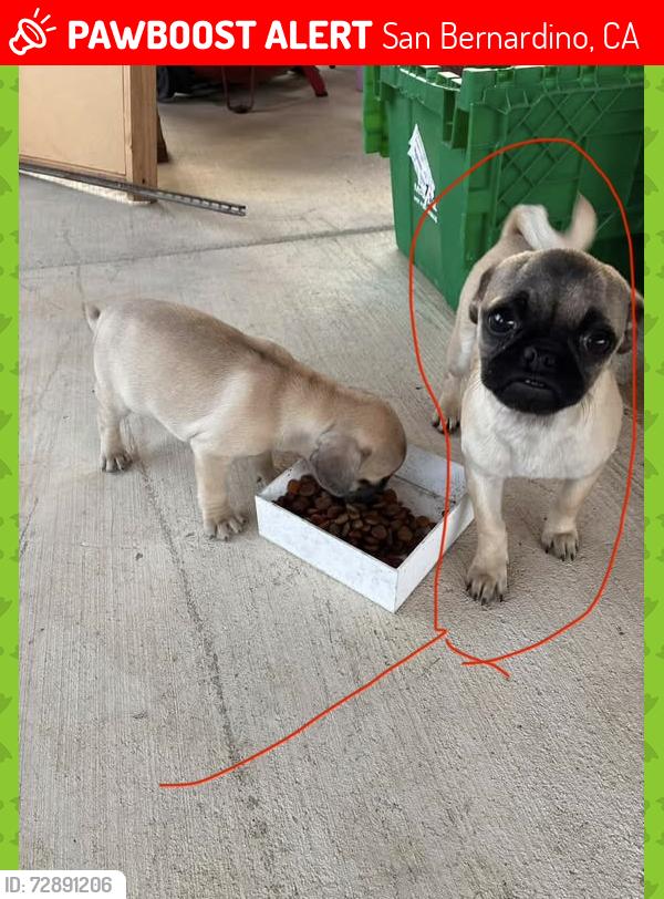 Lost Female Dog last seen Near court street , San Bernardino, CA 92410