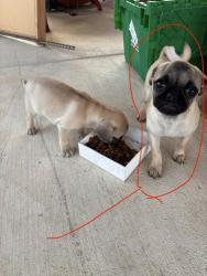Lost Female Dog last seen Near court street , San Bernardino, CA 92410