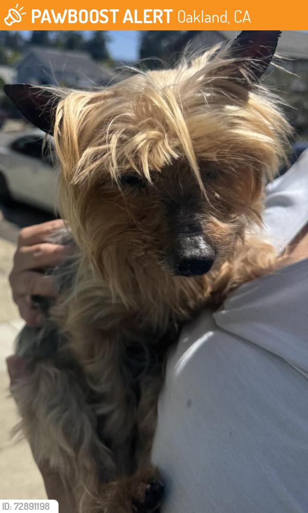 Found/Stray Male Dog last seen 25th Ave and 27th street, Oakland, CA 94601