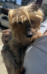 Found/Stray Male Dog last seen 25th Ave and 27th street, Oakland, CA 94601