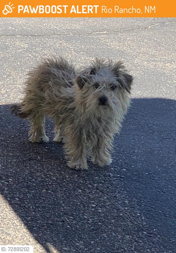 Found/Stray Unknown Dog last seen Golf course rd and Cabezon, Rio Rancho, NM 87124