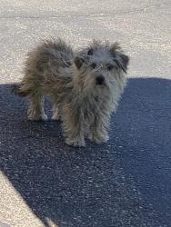 Found/Stray Unknown Dog last seen Golf course rd and Cabezon , Rio Rancho, NM 87124