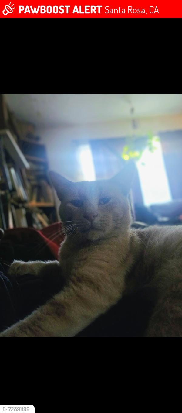Lost Male Cat last seen Stony Point Road, Santa Rosa, CA 95407