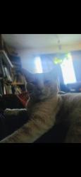 Lost Male Cat last seen Stony Point Road, Santa Rosa, CA 95407