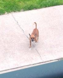 Reunited Male Dog last seen West McNichols, Detroit, MI 48226