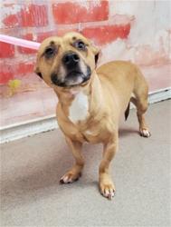 Shelter Stray Male Dog last seen N DEL ROSA AVE & 210 E HWY, San Bernardino, CA 92401