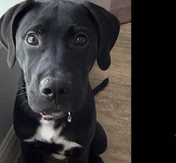 Shelter Stray Male Dog last seen , San Antonio, TX 78227