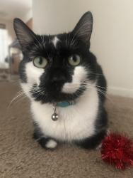 Lost Male Cat last seen Evergreen park highschool, Evergreen Park, IL 60805