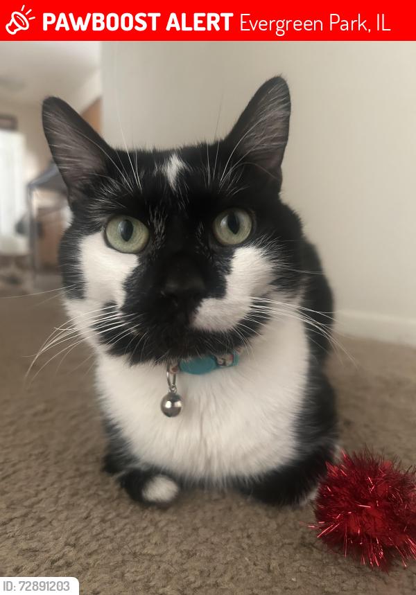 Lost Male Cat last seen Evergreen park highschool, Evergreen Park, IL 60805