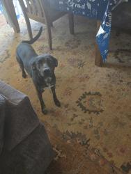 Found/Stray Female Dog last seen Dana lane, Sparks, NV 89431