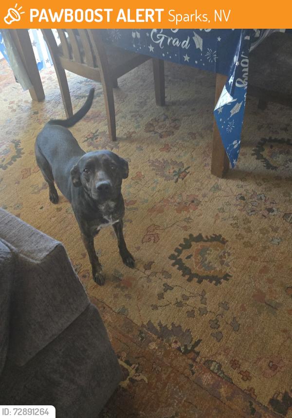 Found/Stray Female Dog last seen Dana lane, Sparks, NV 89431