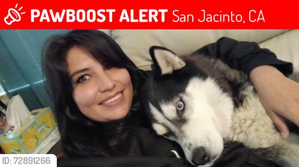 Lost Female Dog last seen Villines & Garrett way, San Jacinto, CA 92583