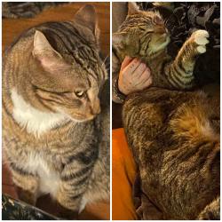 Lost Male Cat last seen 12th and Division , Portland, OR 97202