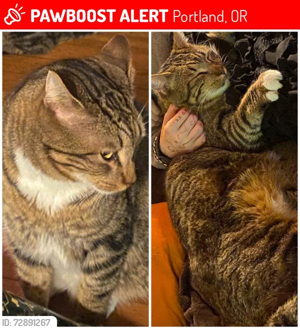 Lost Male Cat last seen 12th and Division , Portland, OR 97202