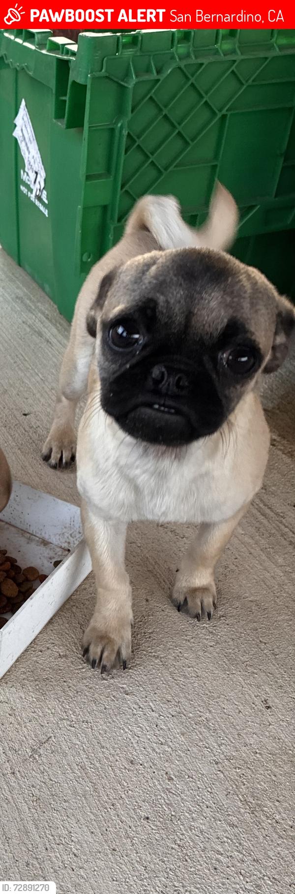 Lost Female Dog last seen Near court st, San Bernardino, CA 92410