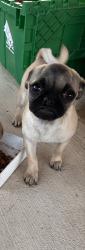 Lost Female Dog last seen Near court st, San Bernardino, CA 92410