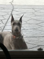 Reunited Male Dog last seen Oak tree way , Hemet, CA 92545