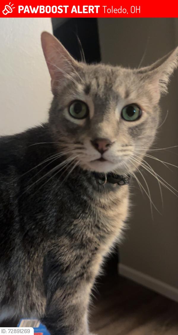 Lost Male Cat last seen Tamarack creek apmts/st Anne’s hosp area, Toledo, OH 43604