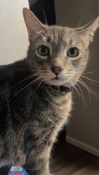 Lost Male Cat last seen Tamarack creek apmts/st Anne’s hosp area, Toledo, OH 43604