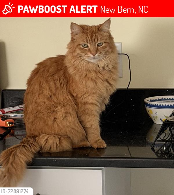 Lost Male Cat last seen Goose Creek Rd , New Bern, NC 28562