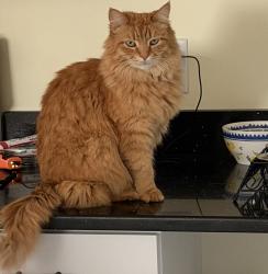Lost Male Cat last seen Goose Creek Rd , New Bern, NC 28562