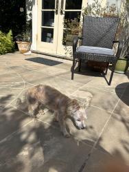 Found/Stray Unknown Dog last seen Lorenzo and Patricia, Los Angeles, CA 90064