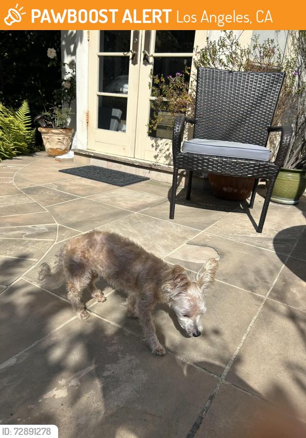 Found/Stray Unknown Dog last seen Lorenzo and Patricia, Los Angeles, CA 90064