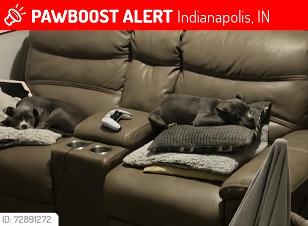 Lost Male Dog last seen East 21st and and webster/arlington , Indianapolis, IN 46218