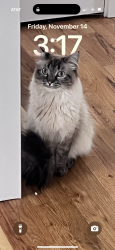 Lost Male Cat last seen Cedar and Yates , Denver, CO 80219