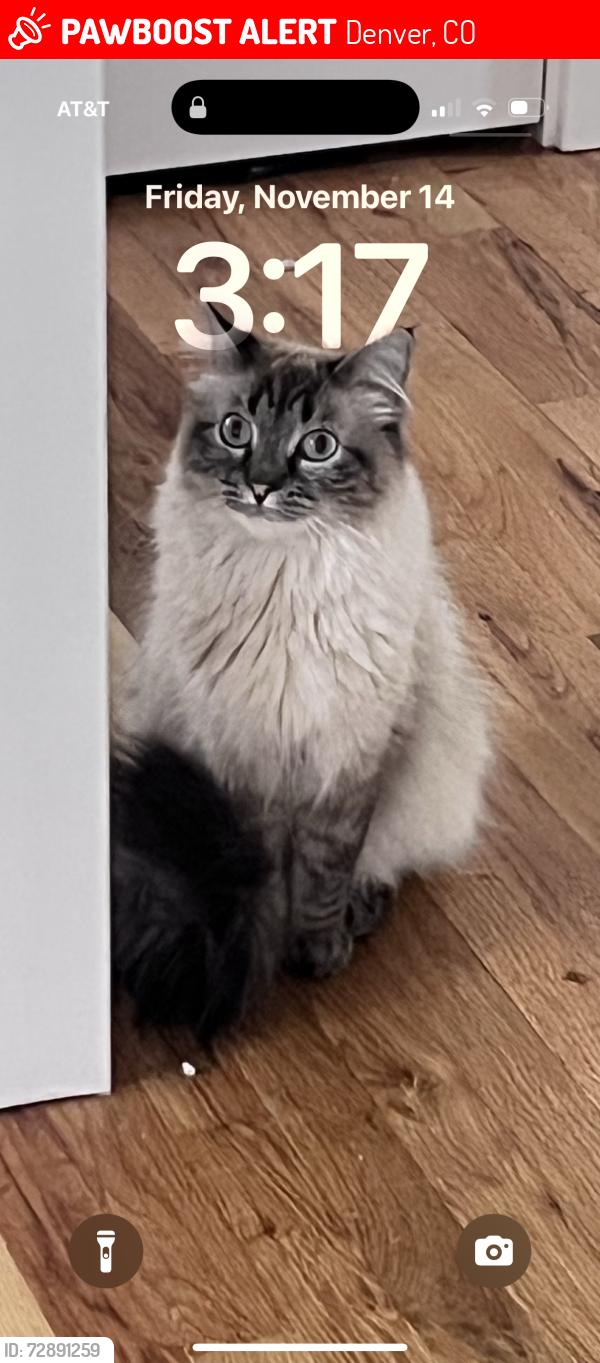 Lost Male Cat last seen Cedar and Yates , Denver, CO 80219