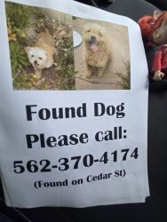 Found/Stray Unknown Dog last seen Cedar st, Bellflower, CA 90706