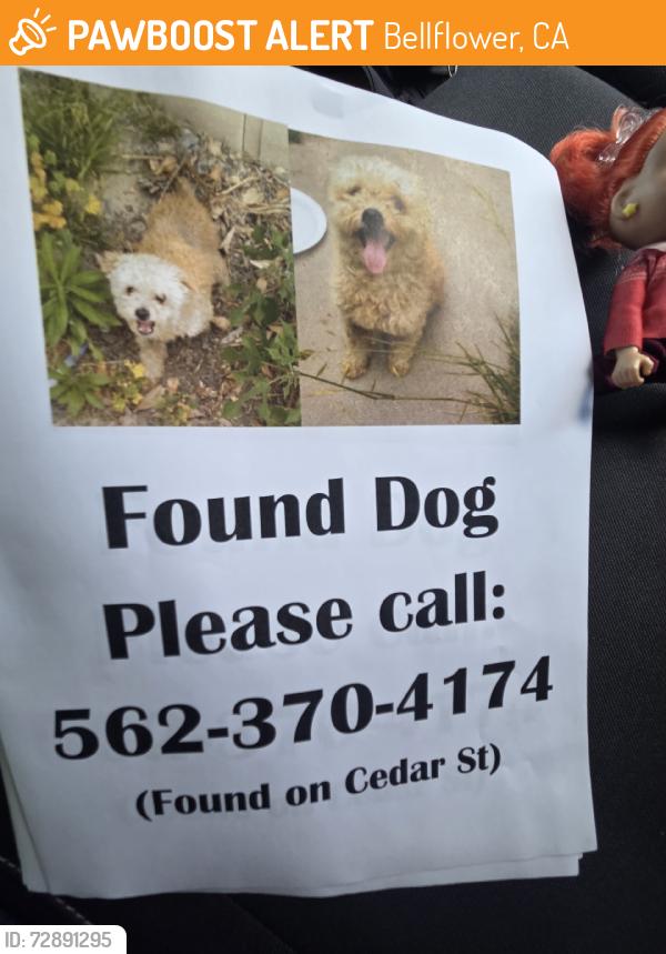 Found/Stray Unknown Dog last seen Cedar st, Bellflower, CA 90706