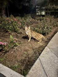 Lost Male Cat last seen La Quinta Hot, Anaheim, CA 92802