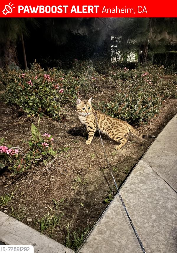 Lost Male Cat last seen La Quinta Hot, Anaheim, CA 92802
