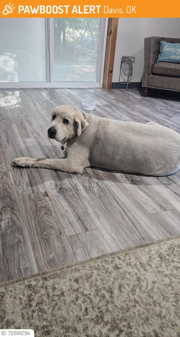 Found/Stray Male Dog last seen Mayes drive around McIntyre, Davis, OK 73030
