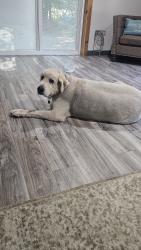 Found/Stray Male Dog last seen Mayes drive around McIntyre, Davis, OK 73030