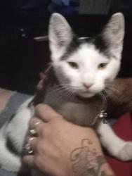 Lost Male Cat last seen Arroyo Vista apmts , Albuquerque, NM 87107