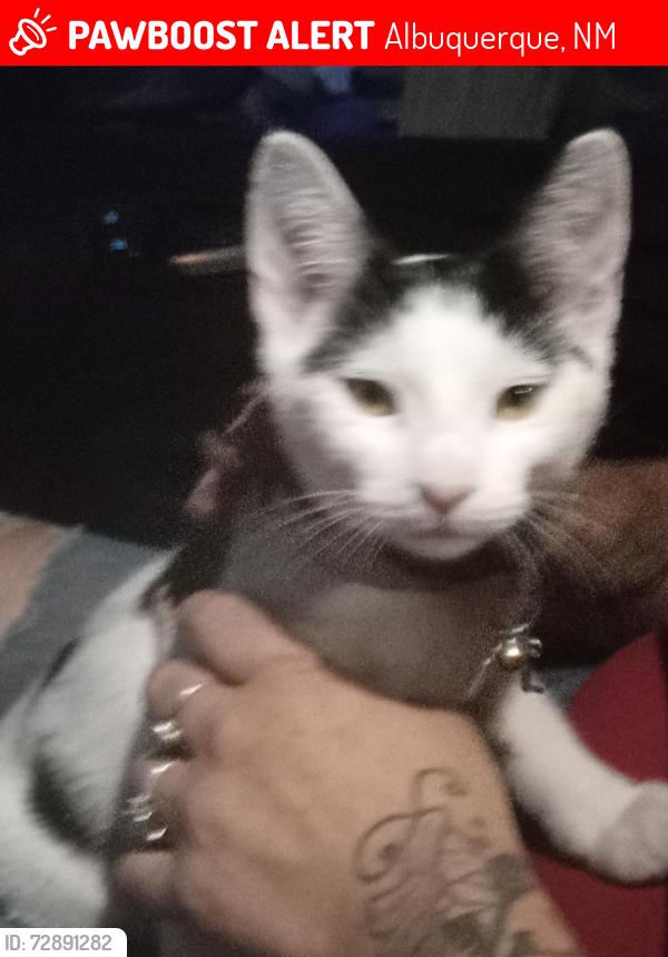 Lost Male Cat last seen Arroyo Vista apmts , Albuquerque, NM 87107