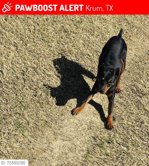 Lost Male Dog last seen Hopkins Rd, Krum, TX 76249