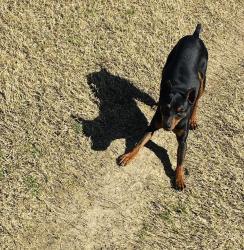 Lost Male Dog last seen Hopkins Rd, Krum, TX 76249
