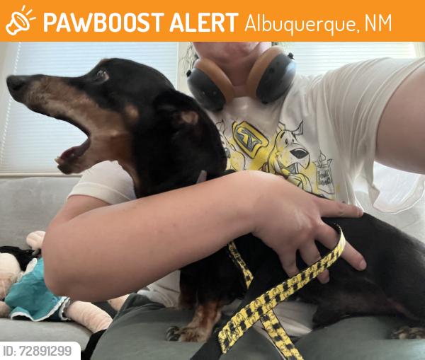 Found/Stray Male Dog last seen Near bar elementary school, Albuquerque, NM 87114